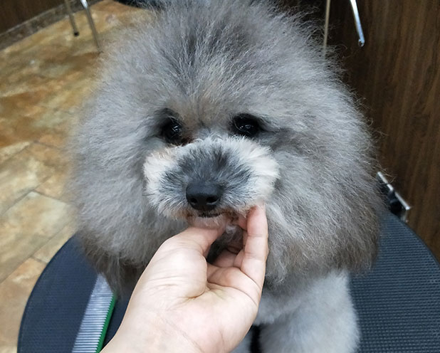 宠物美容师培训