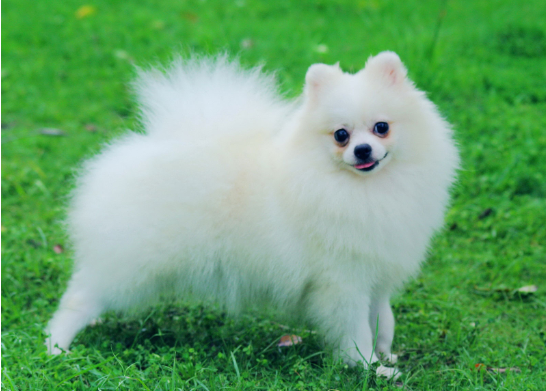 重庆宠物美容学校