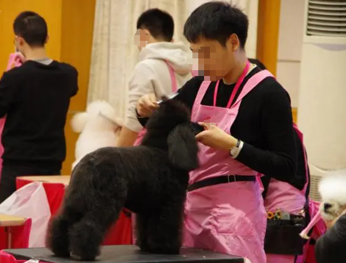重庆宠物美容培训