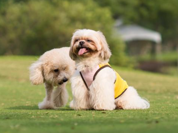 1711675111138948.png 重庆宠物美容培训