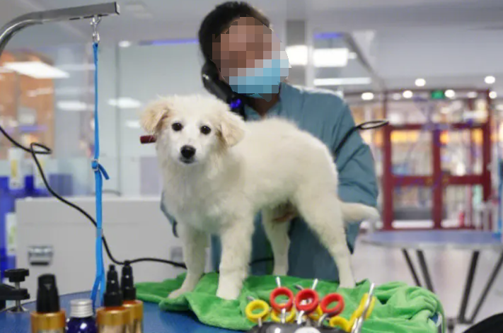 1711675513513873.png 宠物美容培训