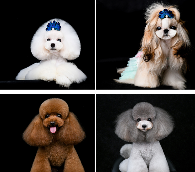 1711676251110051.png 宠物美容培训